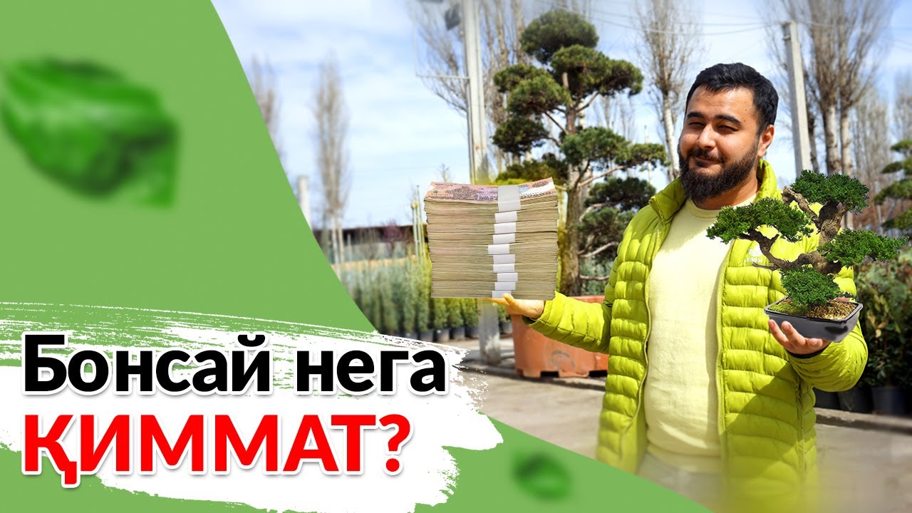 Бонсай нега қиммат? Жуда хам қиммат