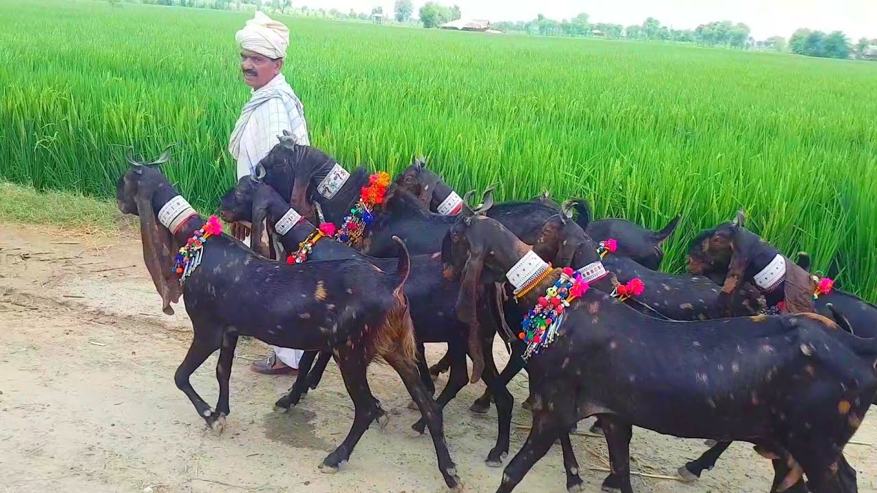 Kamori Goat Farming is Expensive or cheap .Documentary