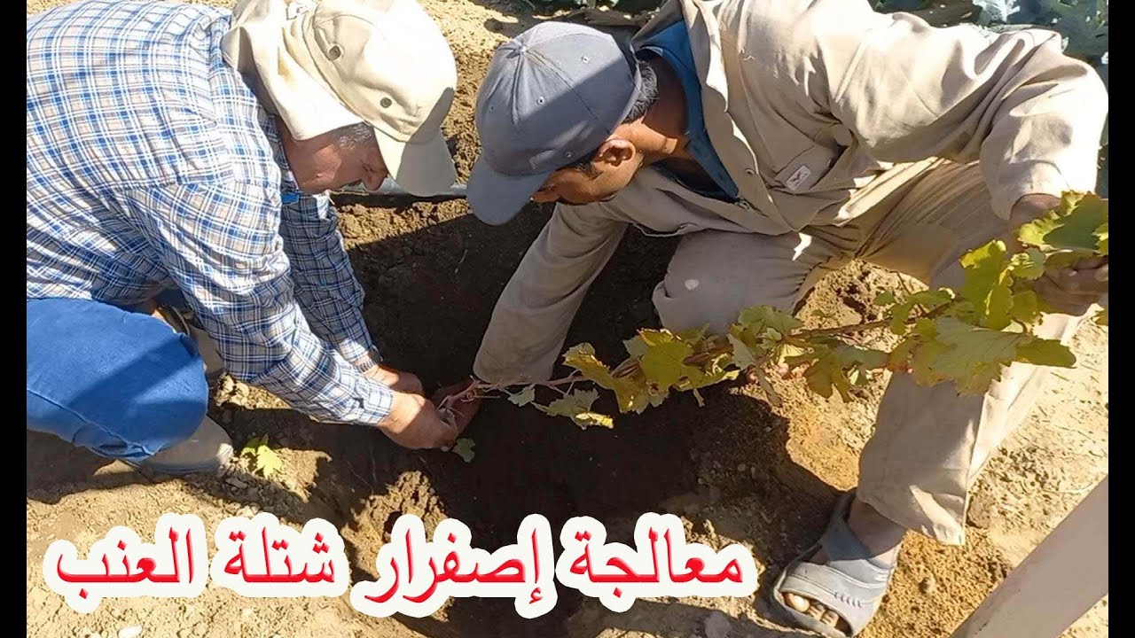 معالجة اصفرار اوراق شجيرة العنب .How to treat yellowing of plant leaves