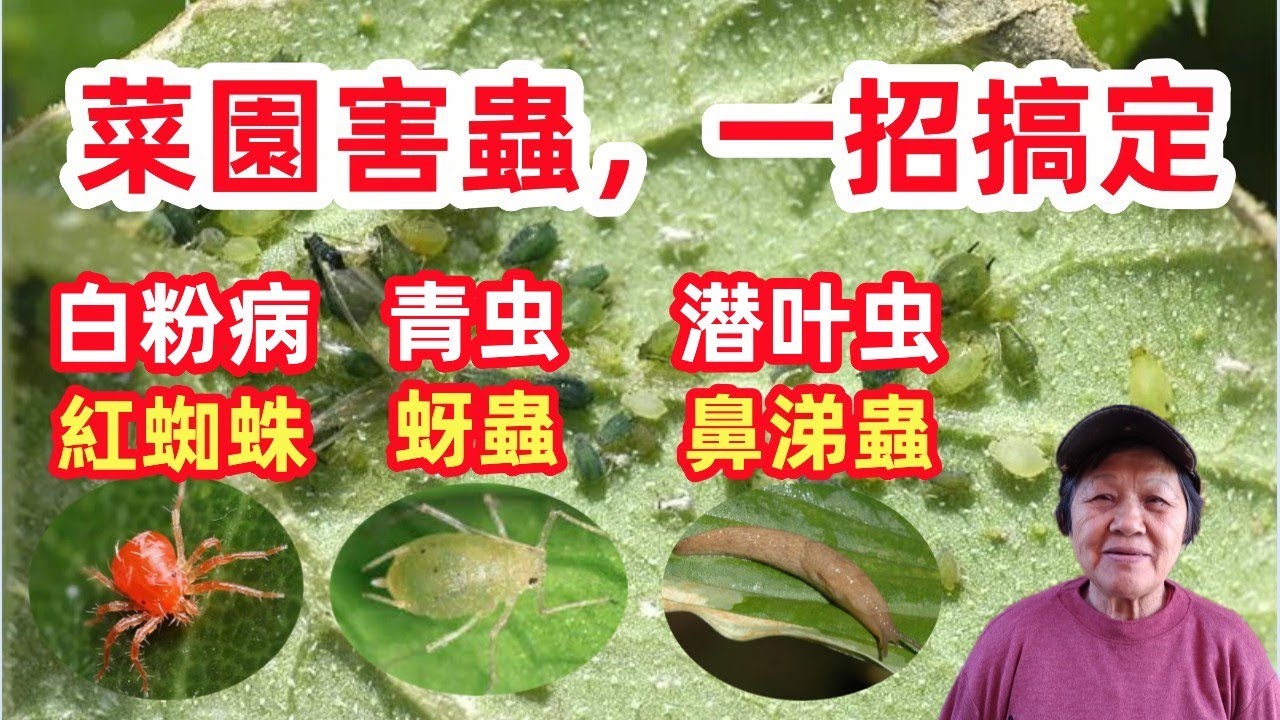 對付菜園害蟲，這一招最厲害，害蟲全滅光，常見的害蟲|蚜蟲，紅蜘蛛，潛葉蟲，青蟲，鼻涕蟲，白粉病