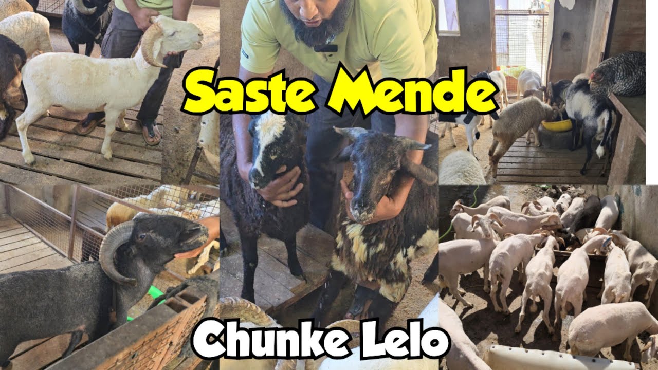 Chance Ke Mende | Saste Vilayat Rampuri Sheep Available at Talabkatta | Hyderabad 