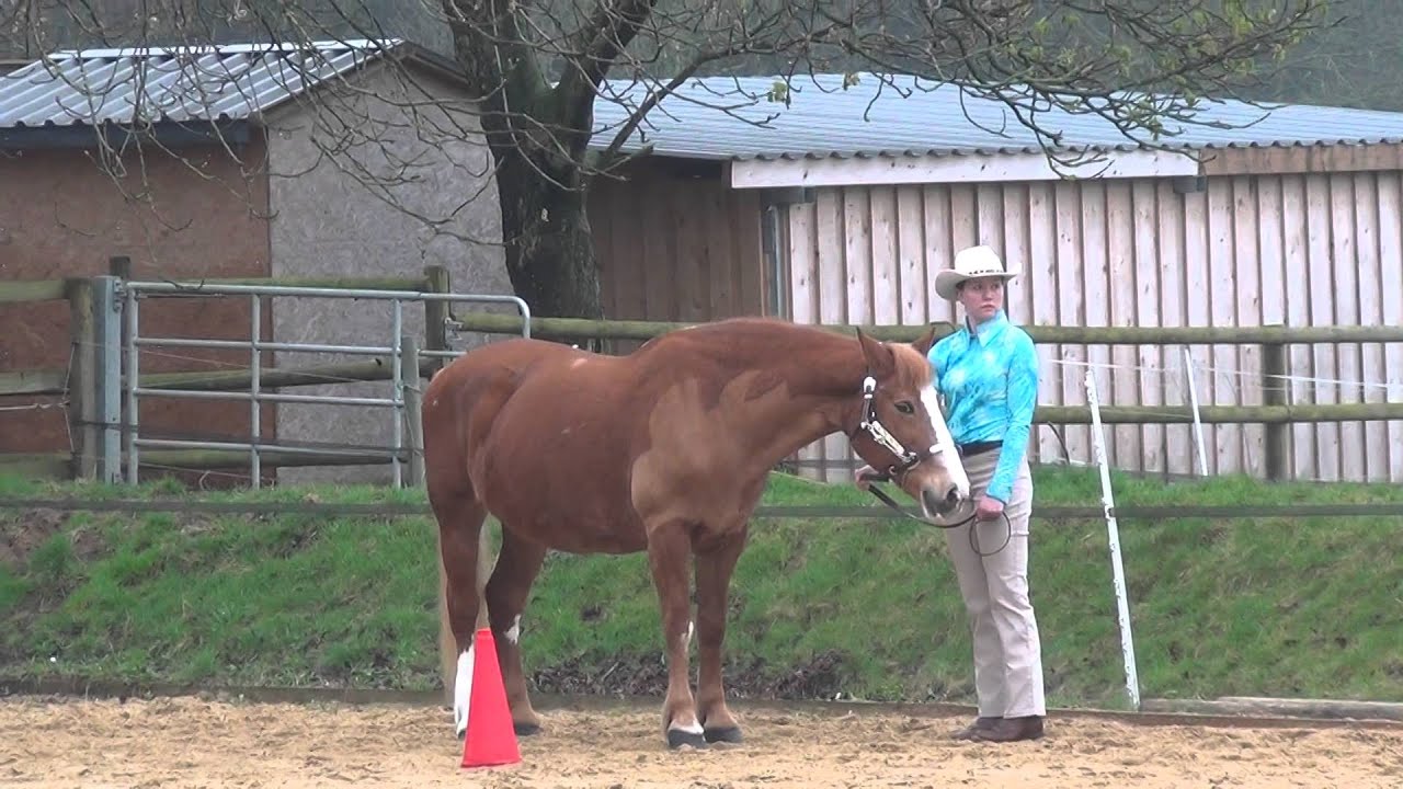 Schalkholz Turnier - Showmanship At Halter