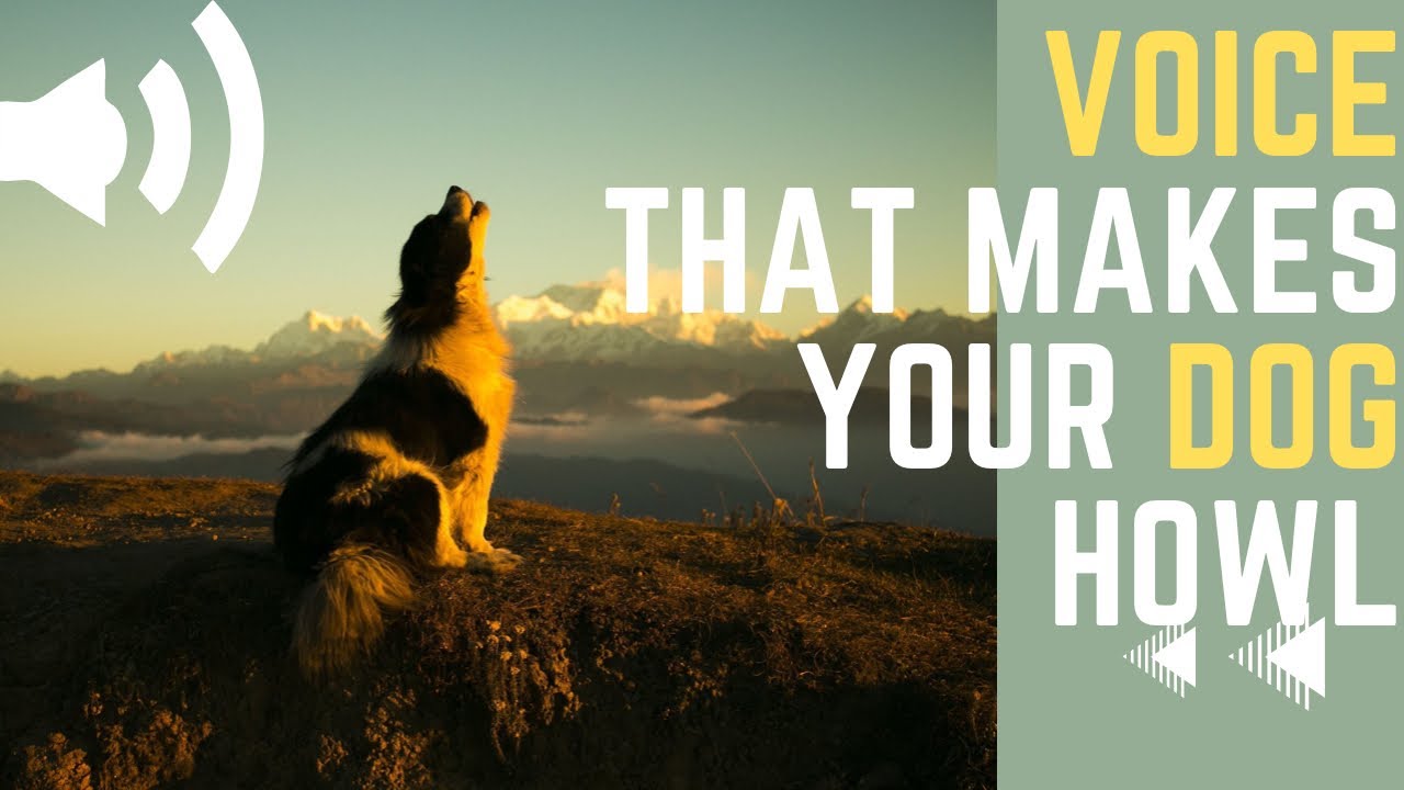 Voice that make your Dog Bark | DOG BARKING sound effects-HD