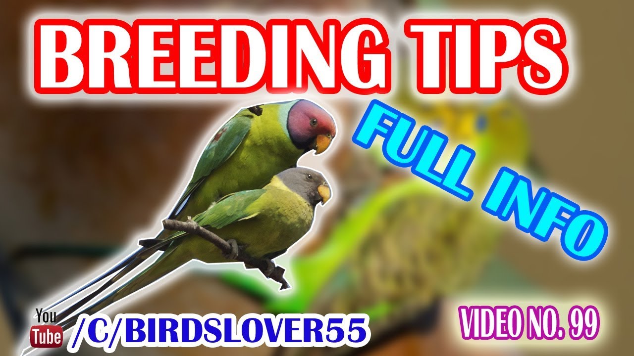 Plum headed parrot breeding tips, diet, box size, cage size or full detail. video no 99