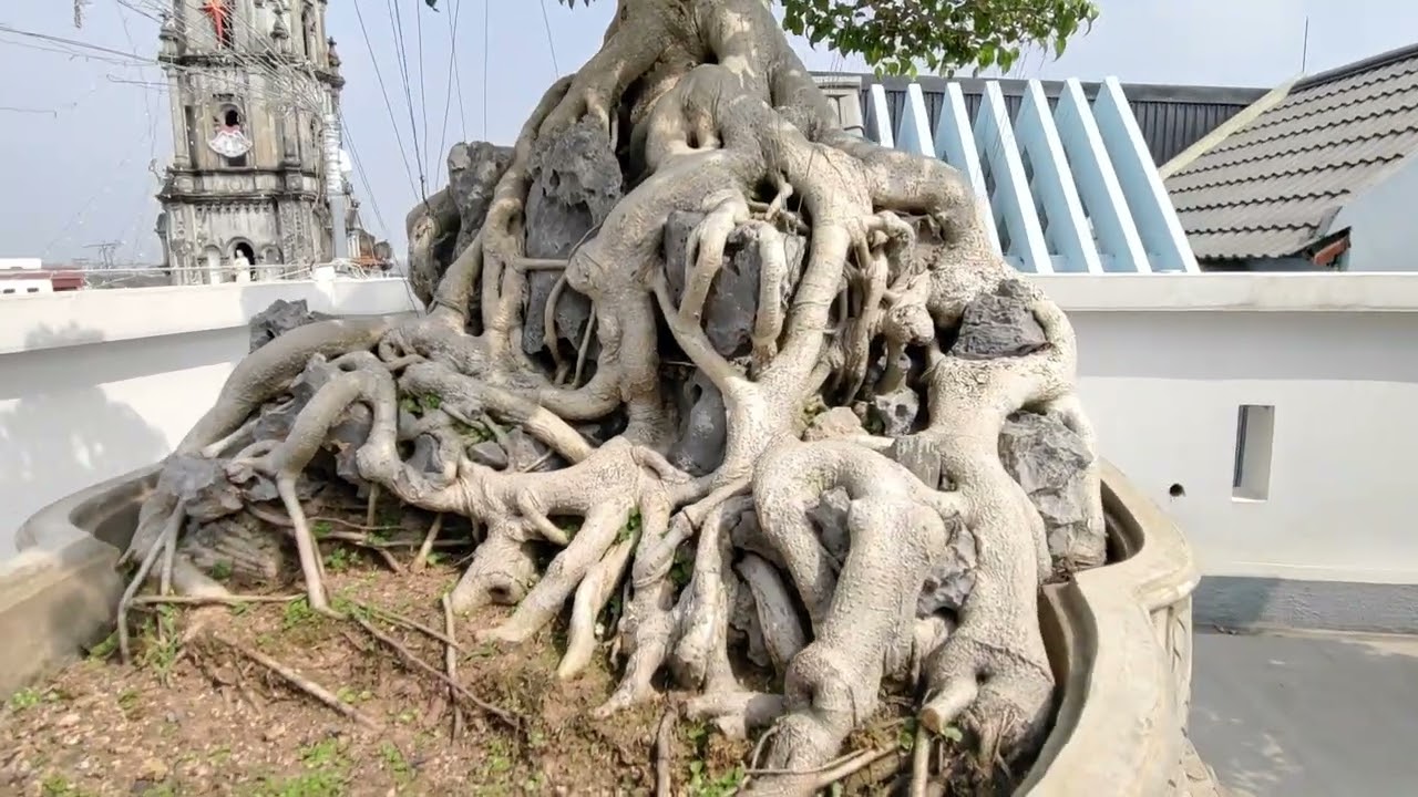 Đầu Xuân Thăm GĐ Nghệ Nhân Cây Cảnh Đỗ Nghĩa 