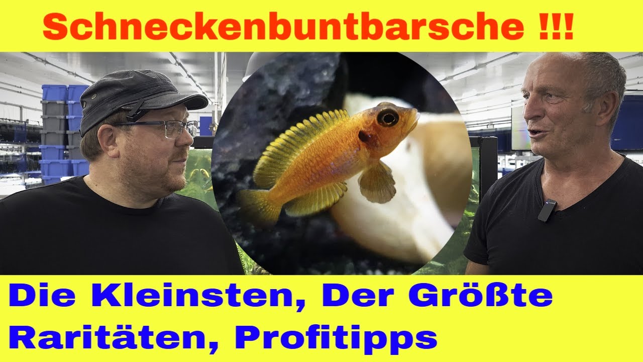 Schneckenbuntbarsche aus dem Tanganjikasee – Tipps & Tricks mit Guido Müller Cichlidenstadel