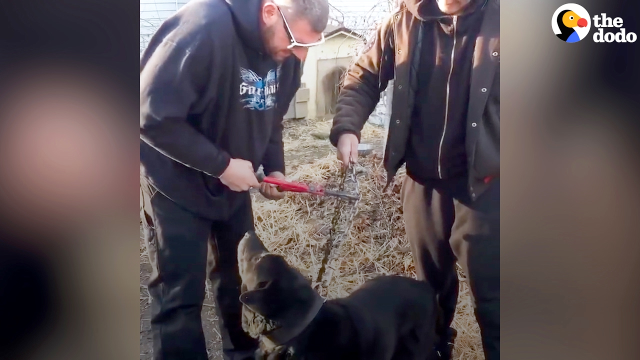 Dog Chained Up For 15 Years Gets Rescued