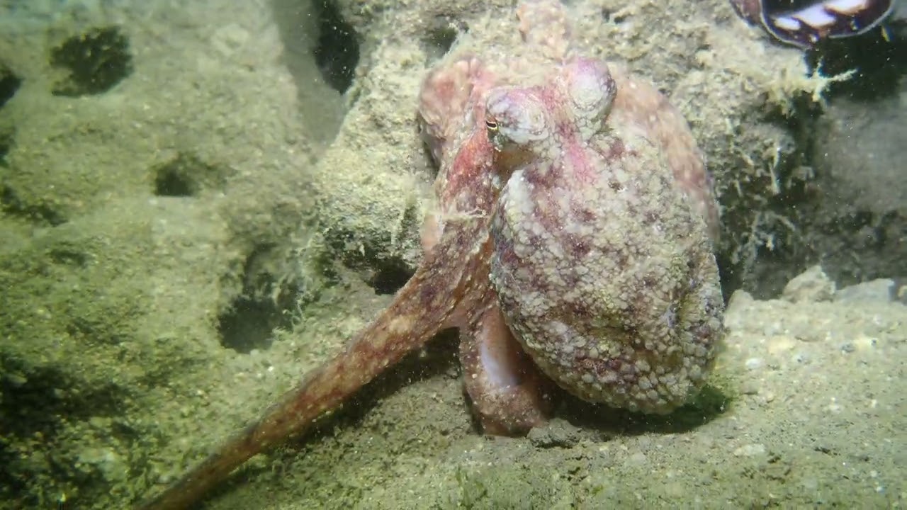 Octopus Action 10 14 23