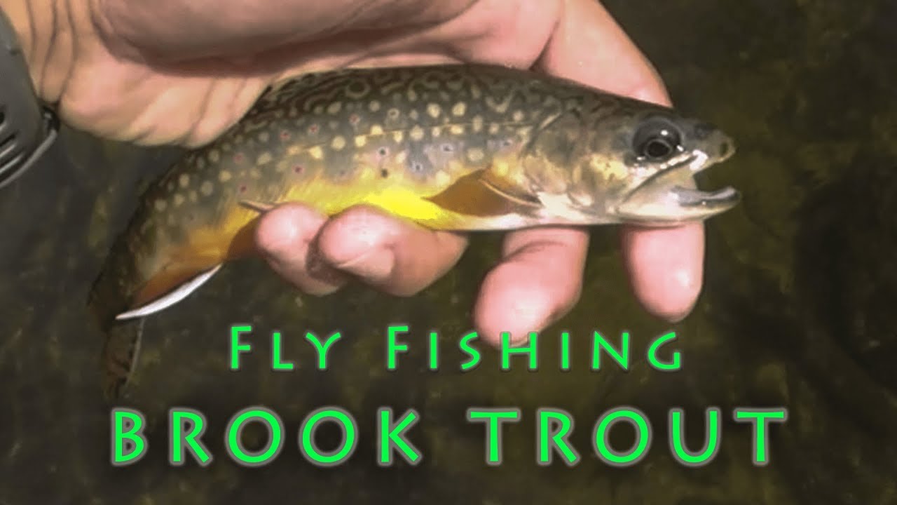Fly Fishing Brook Trout Ontario - Wild Native (2019)