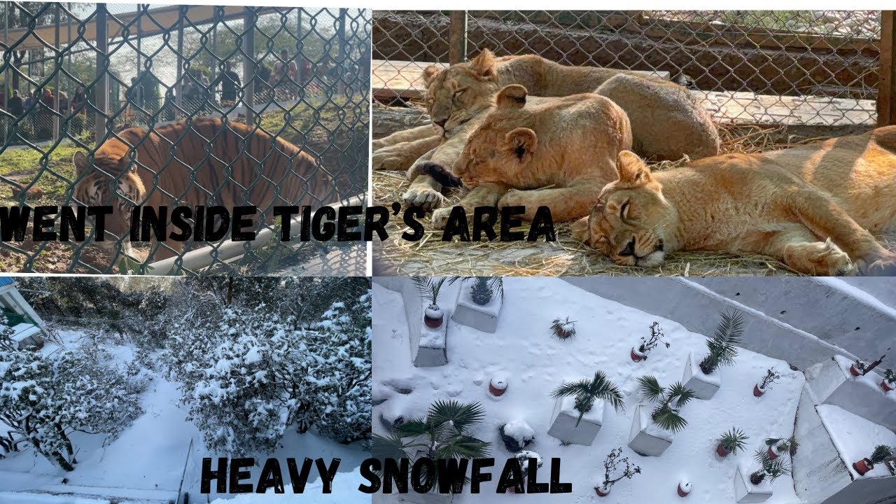 SNOWFALL AT MATA VAISHNO DEVI 2026 || JAMBU ZOO JAMMU || BORDER 2 REVIEW 