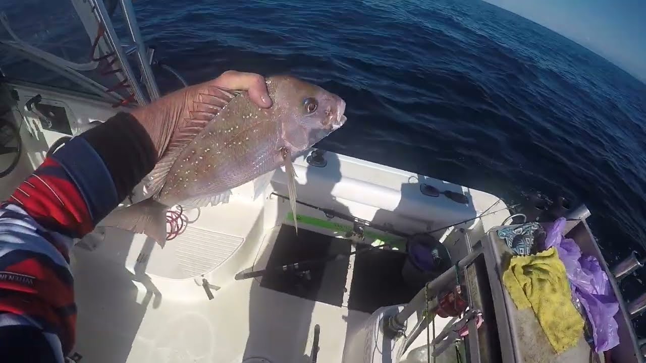 Coffs Harbour  July 2025  episode 2  #fish #snapper #ocean #coffsharbour #hondamarine