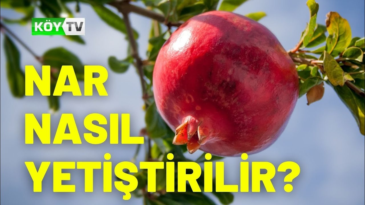 NAR NASIL YETİŞTİRİLİR? PÜF NOKTALARI NELERDİR?