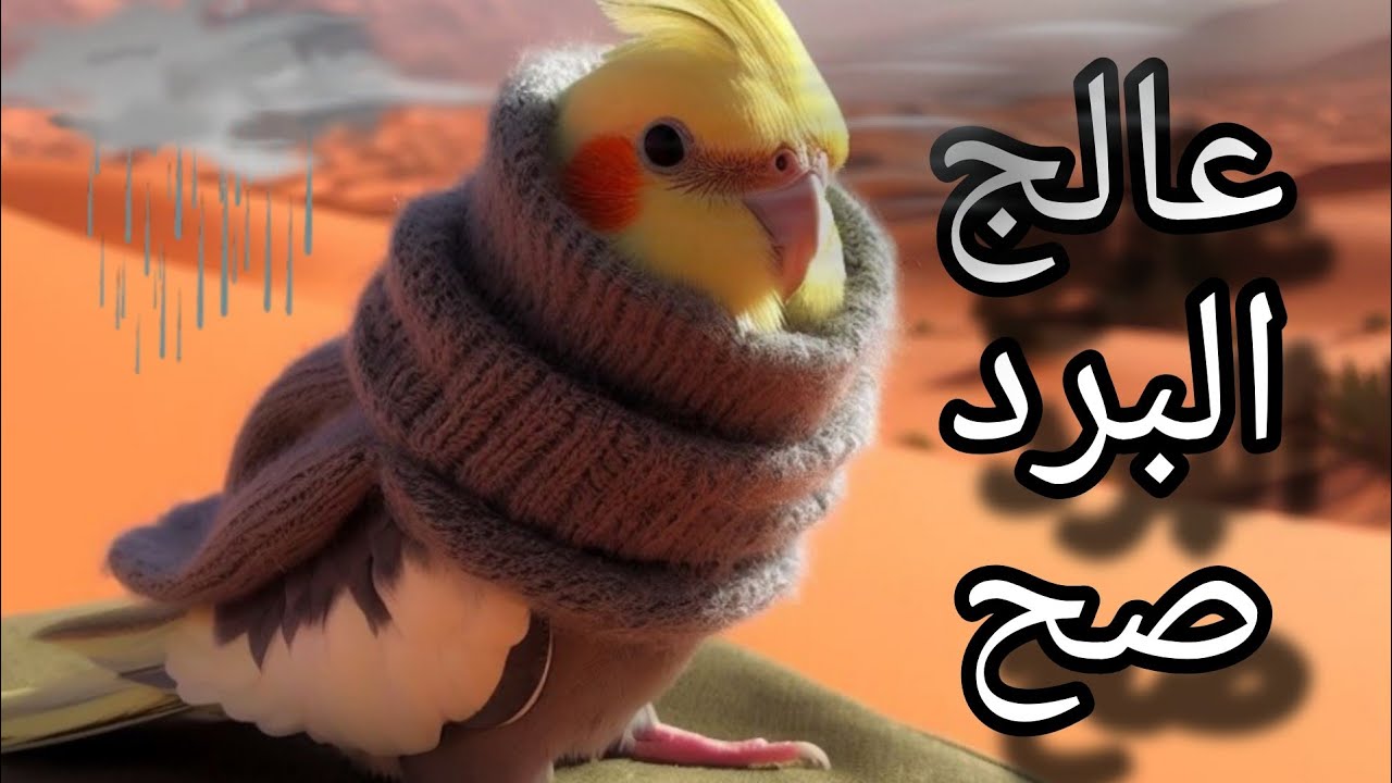 علاج البرد  لطيور الزينة بطريقه صحيحة1