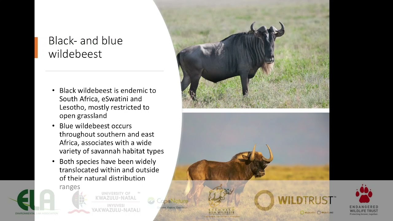 2021D3S14L4 - Anri van Wyk - Genetic management guidelines for translocations of SA vertabrates II