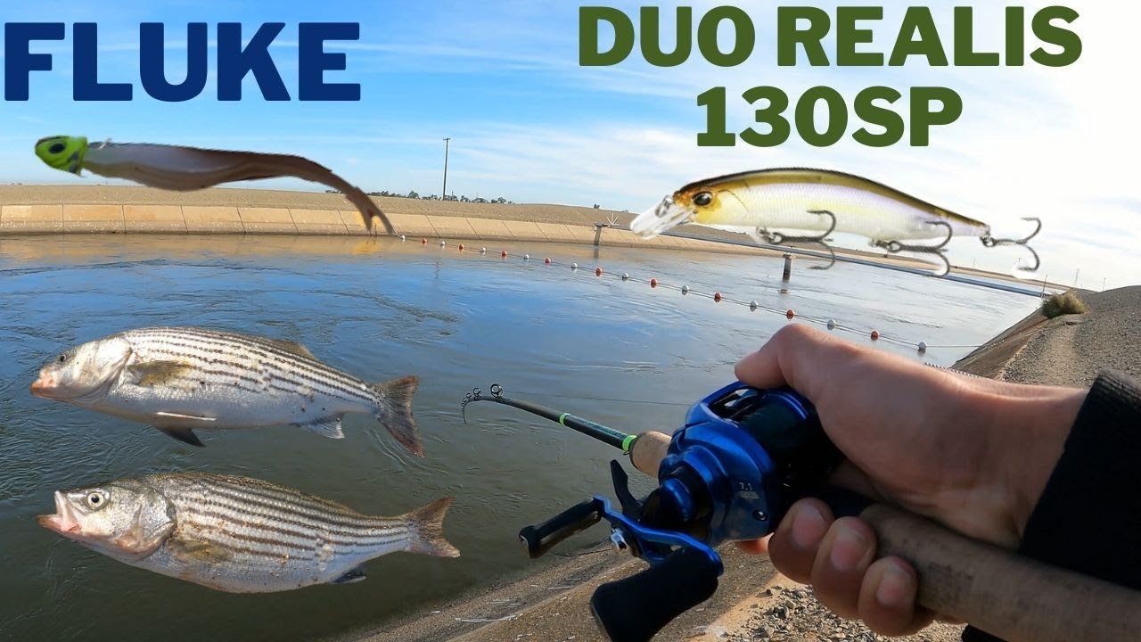 CA Aqueduct Fishing | Limit out on Stripers with Fluke and Duo Realis 130SP
