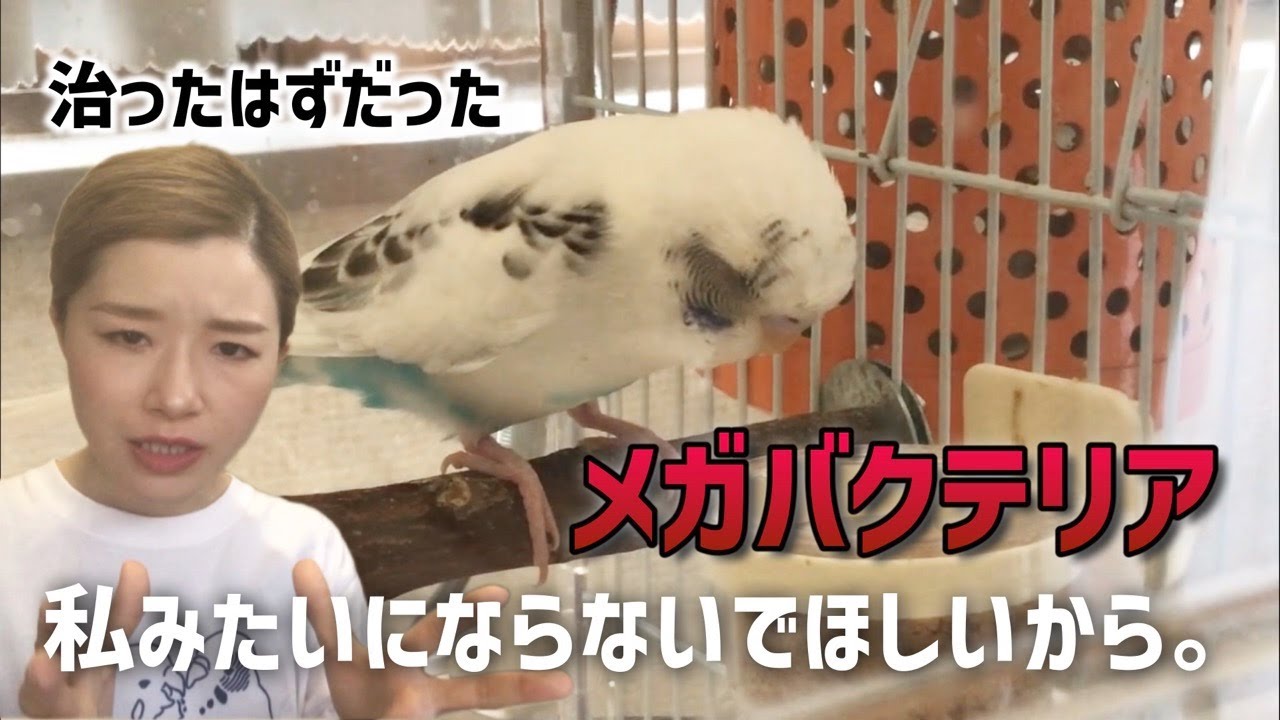 【セキセイインコの病気】メガバクテリア（マクロラブダス・AGY）の怖さ、飼い主さんへ届け！
