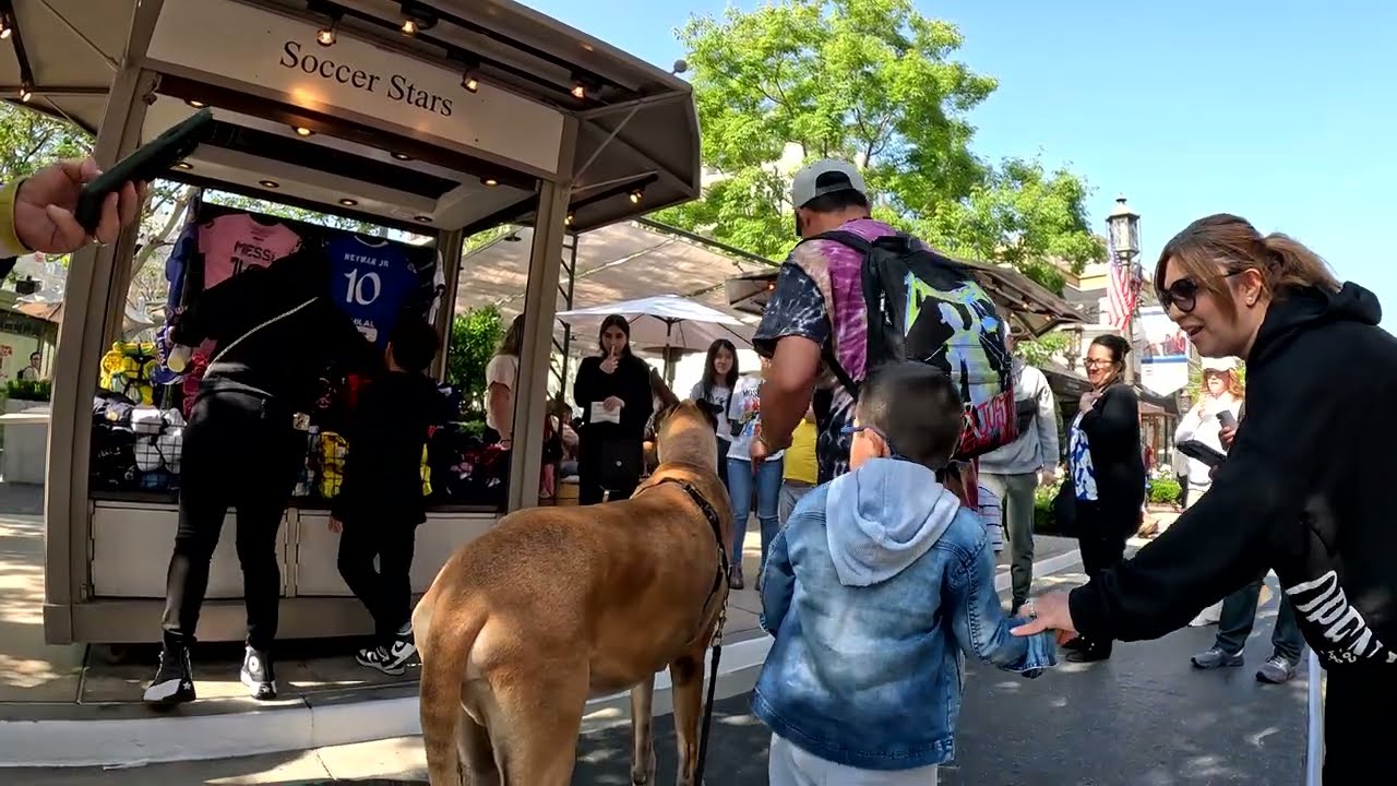 Cash 2.0 Great Dane at the Americana at Brand in Glendale, California 10