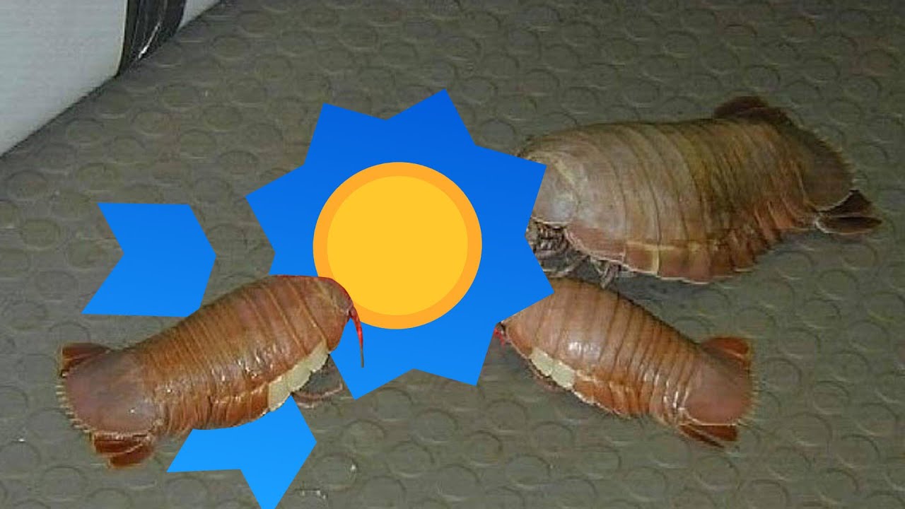 Unlocking EVERY ACHIEVEMENT in Isopod: A Webbed Spin-Off