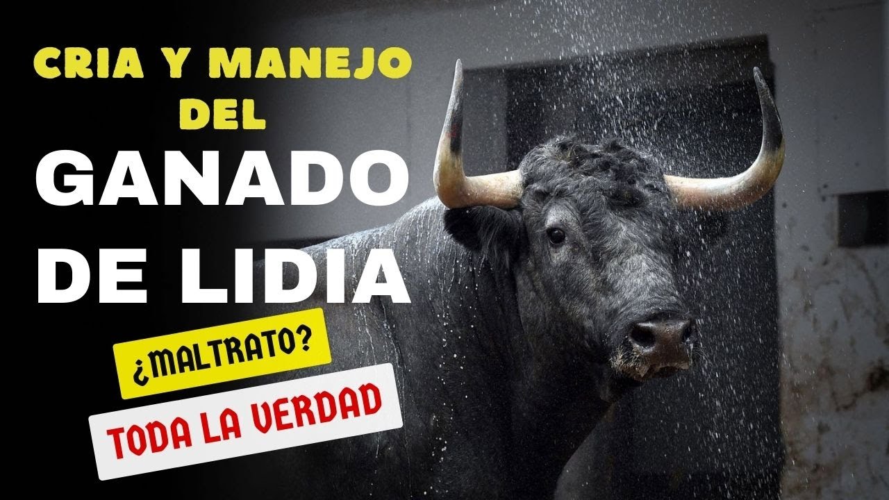 ASÍ SE CRÍAN LOS TOROS DE LIDIA EN MÉXICO : LA VERDAD DEL GANADO BRAVO