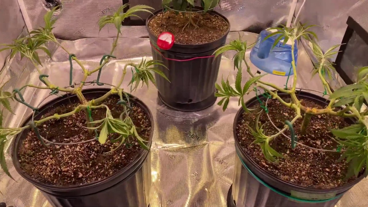 Основная идея для колы &mdash; тренировка каннабиса