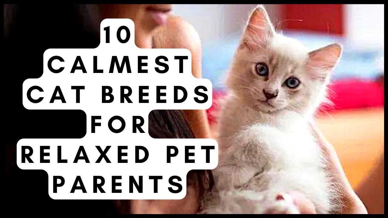 10 Calmest Cat Breeds for Relaxed Pet Parents