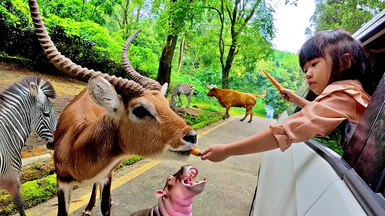 Kasih Makan Rusa, Kuda Nil, Zebra dan Sapi Texas Longhorn di Kebun Binatang
