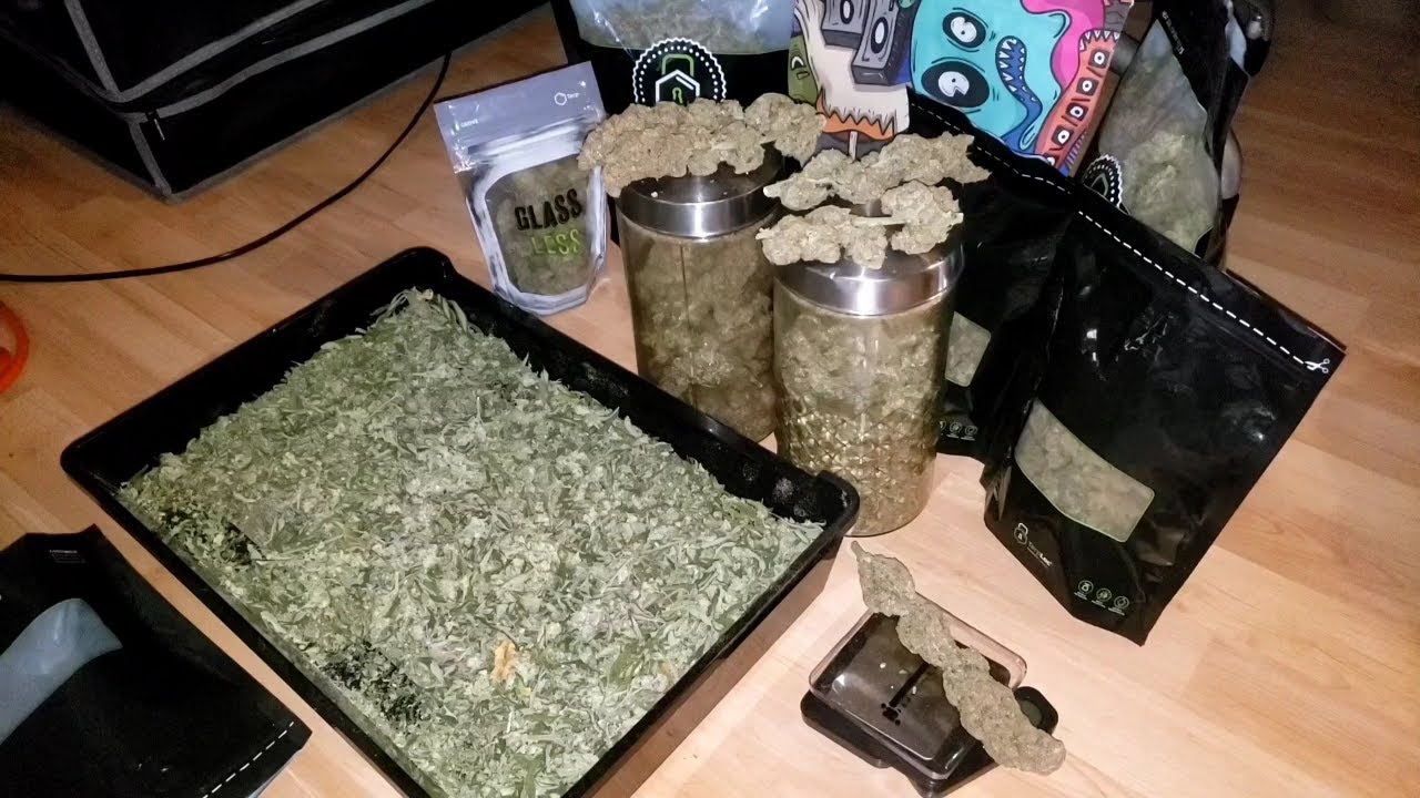 Урожай и сухой вес для палатки 4x8 — самый большой урожай, более 2 фунтов прекрасной конопли