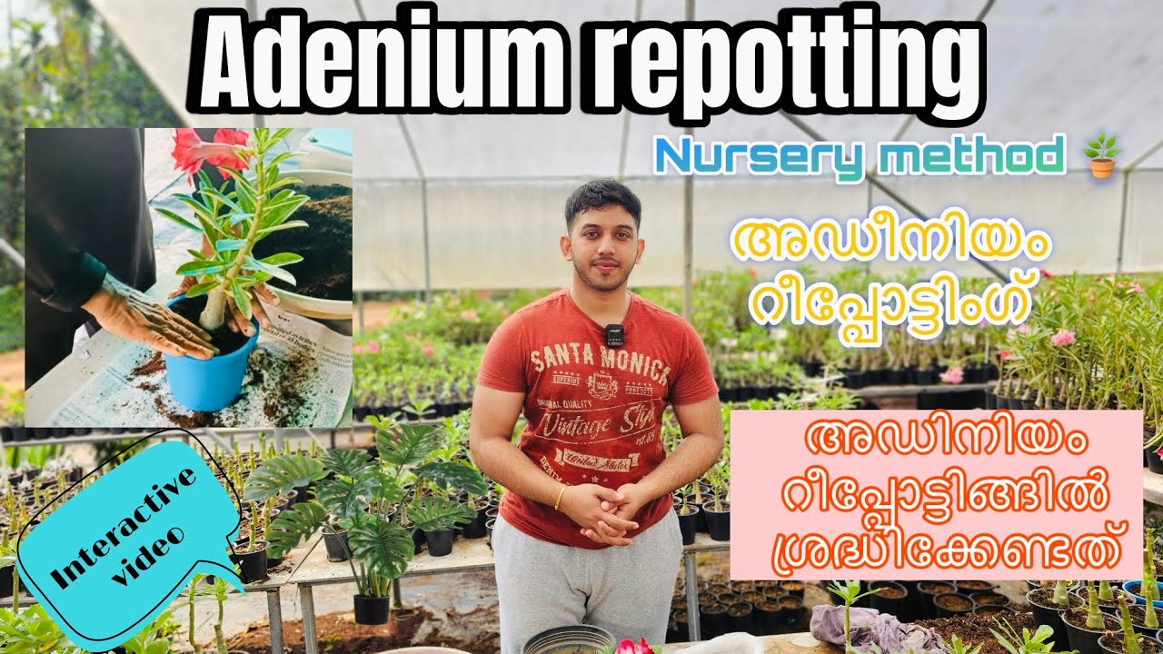 Adenium repotting 🪴,അഡിനിയം റീപ്പോട്ടിങ്ങിൽ ശ്രദ്ധിക്കേണ്ടത്  , simple nursery method .
