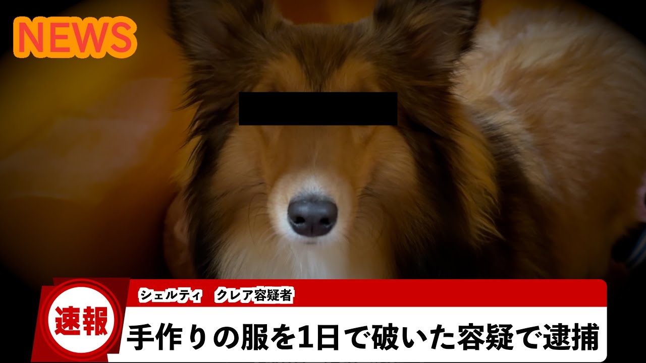 シェルティのクレアちゃんの悪事について尋問する現場を公開します