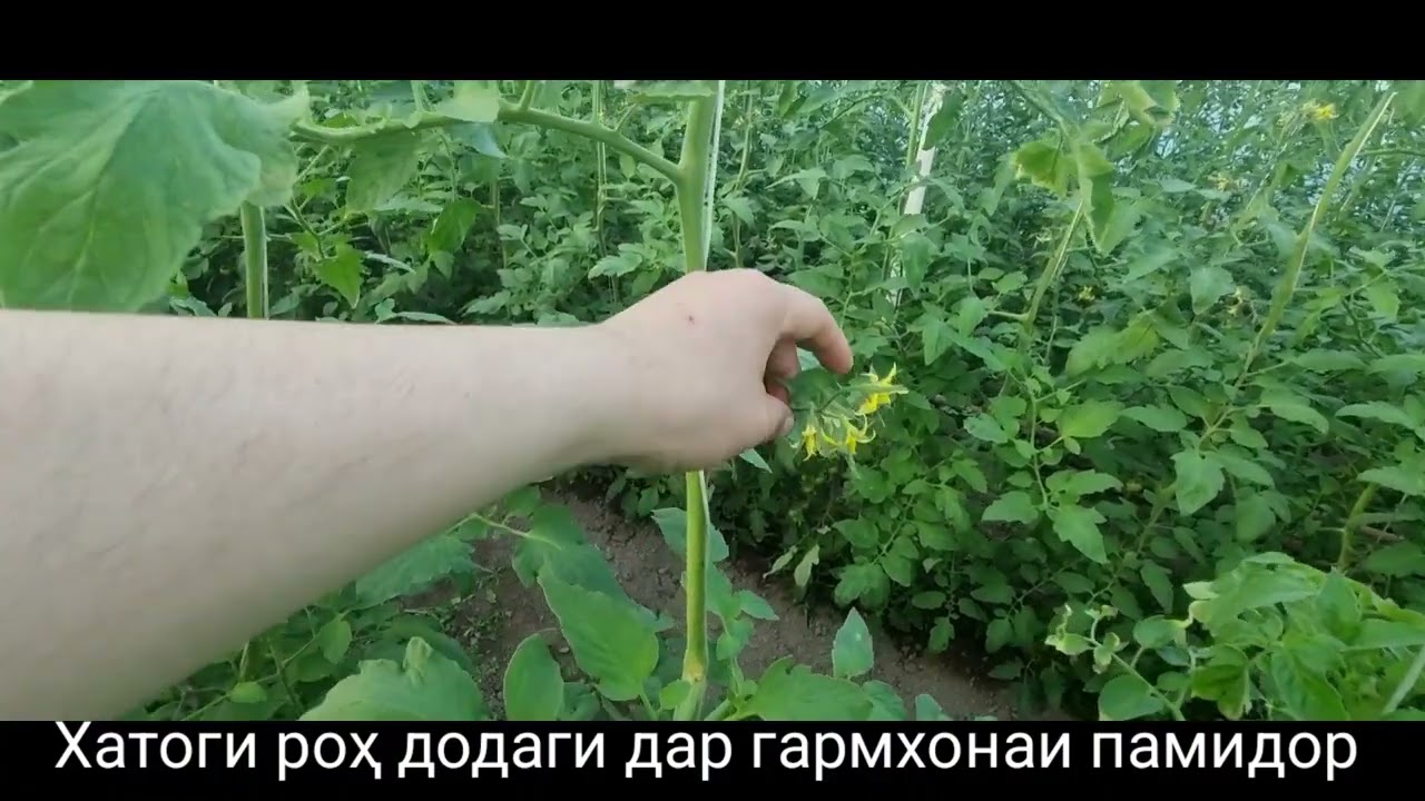 Ба хатоги роҳ додем мо дар гармхонаи памидор 🍅🍅🍅🍅🍅🍅