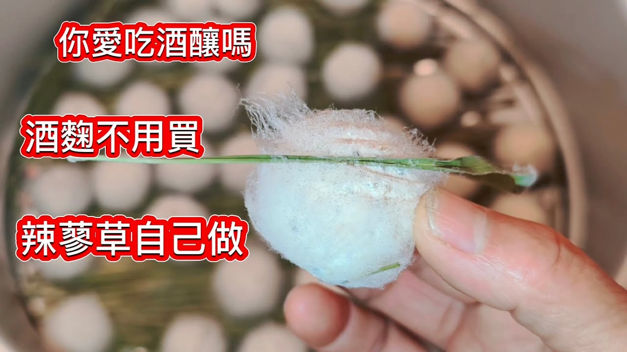 奶奶甜酒麴配方大公開❗你想做甜酒釀嗎⁉️沒酒麴怎么辦_台灣遍地寶_辣蓼草就是天然酒麴