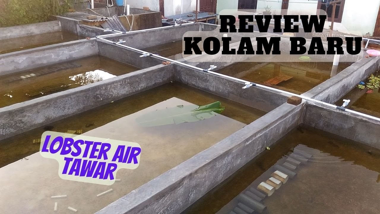 Kolam Baru Lobster Air Tawar Sudah Beroperasi.