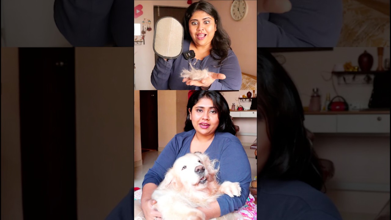 Product tagged in video🔗 #petmom #dogmom #youtubeshorts #rohineebhagat