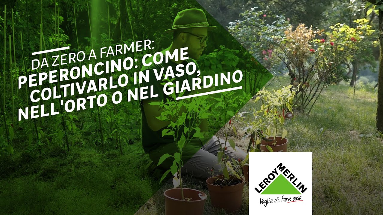 Da Zero a Farmer: coltivare peperoncino in orto o vaso | Leroy Merlin
