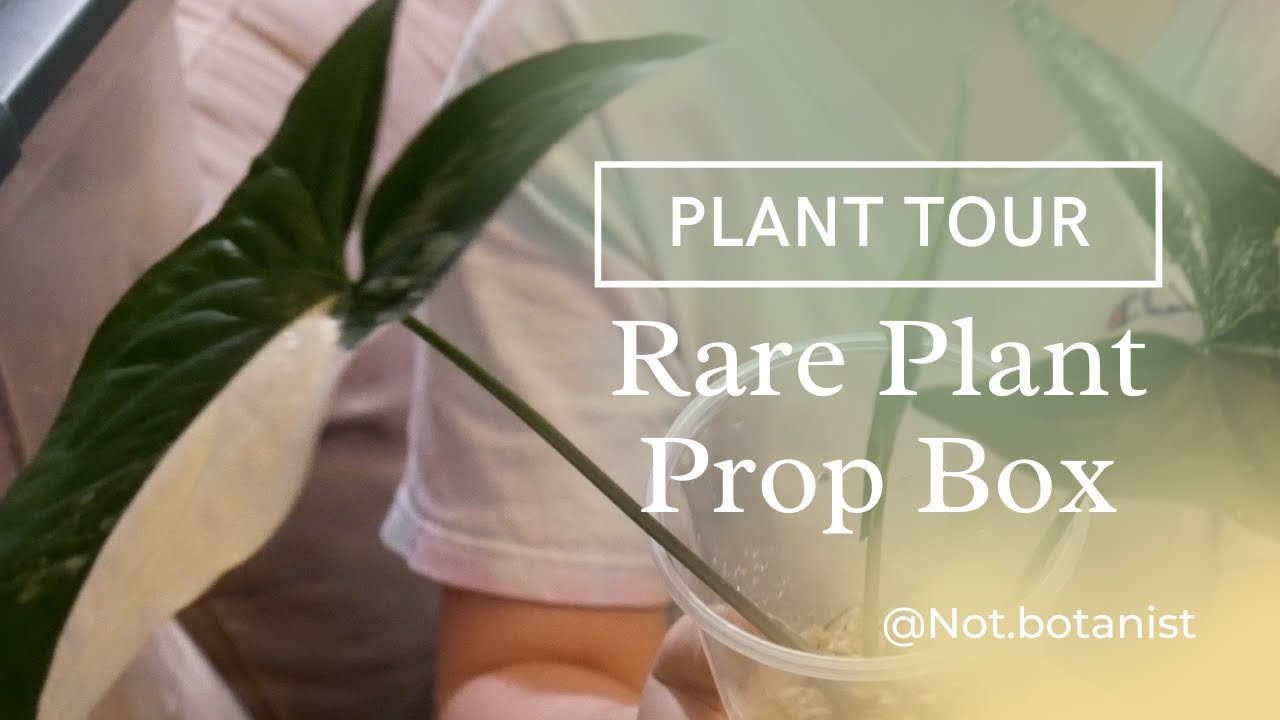 Prop Box Tour / Plant Tour Fall 2021 | Rare Plant Propagation