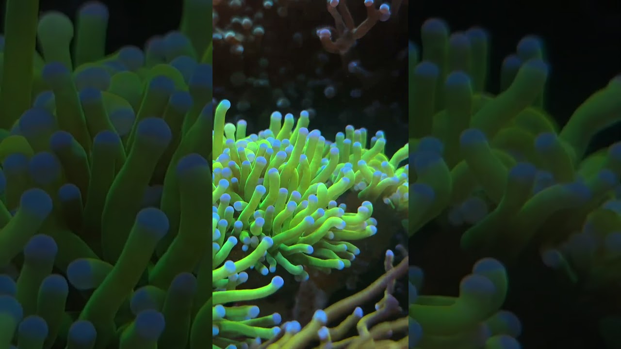 🍌 Banana Torch Coral | Bright Yellow Euphyllia Torch for Reef Aquariums 🌊 