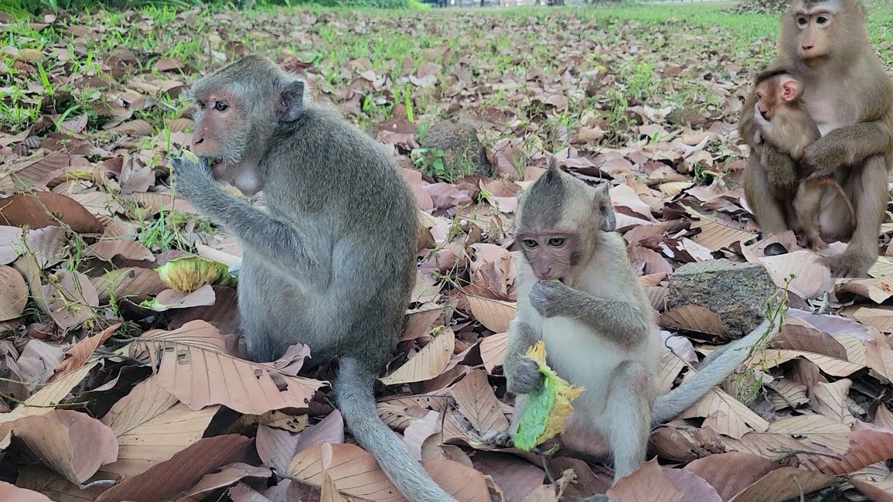 Beautiful monkey Jade and Javor eats some lotus fruits for snacks💗🐒