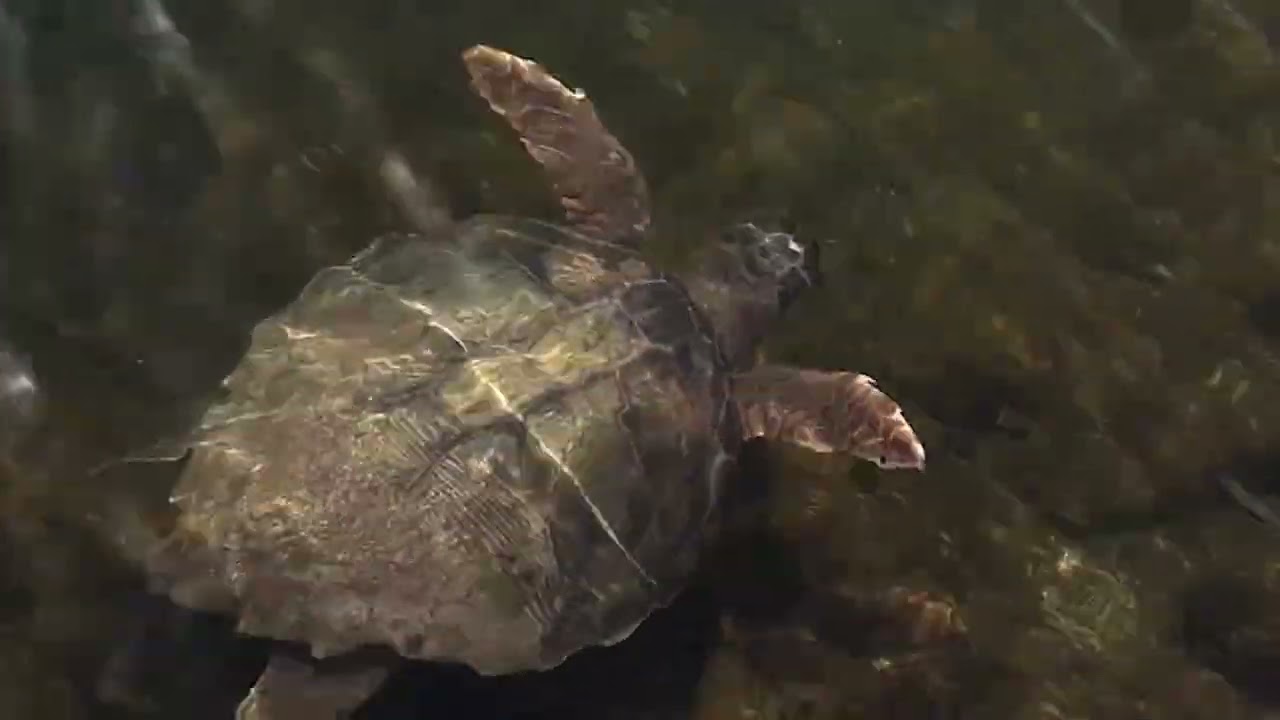 Caretta Caretta turtle swimming near Argostoli Bridge