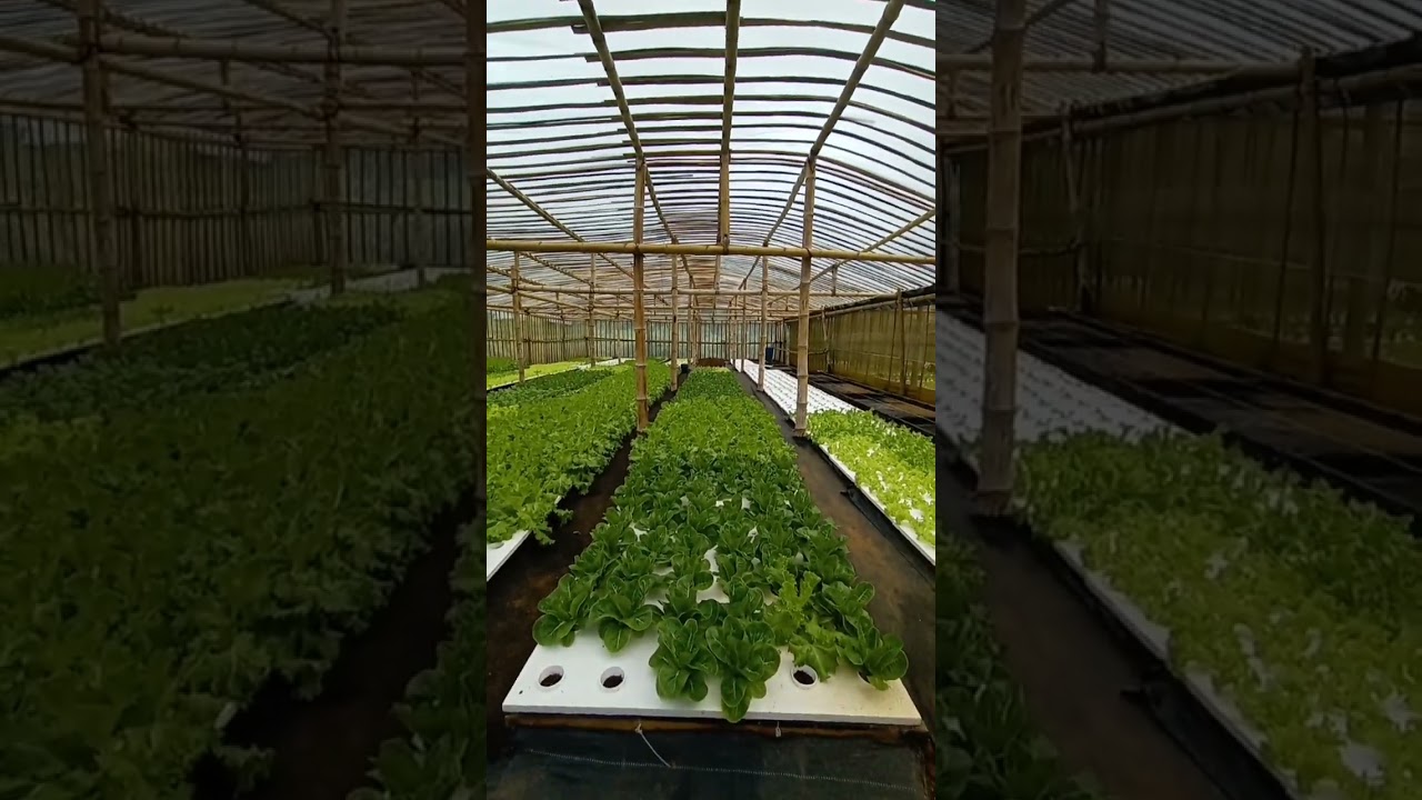 fresh lettuce from Grace forest farm in Llavac siniloan laguna