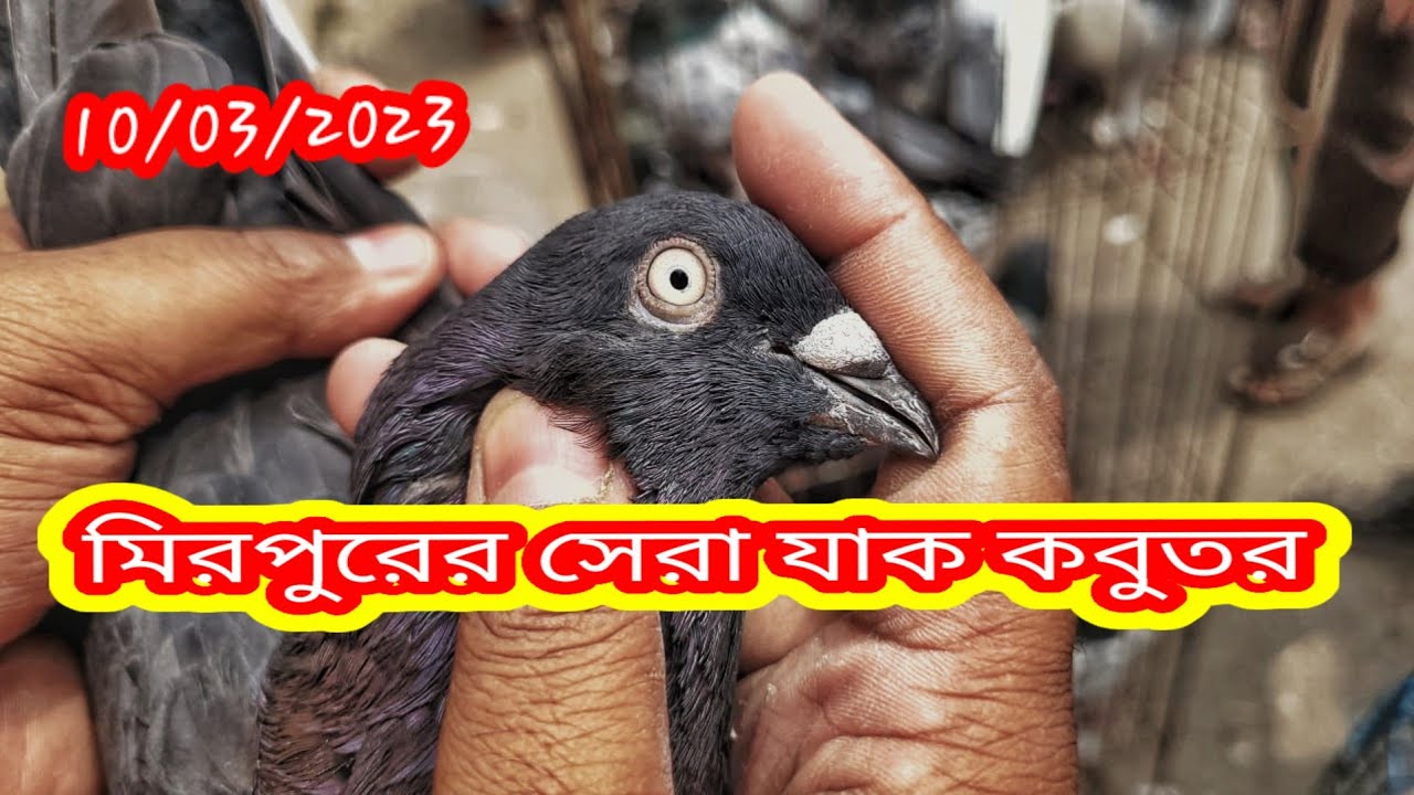 মিরপুর কবুতরের হাটে কিছু বাছাই করা কবুতর | Miraj Pigeon