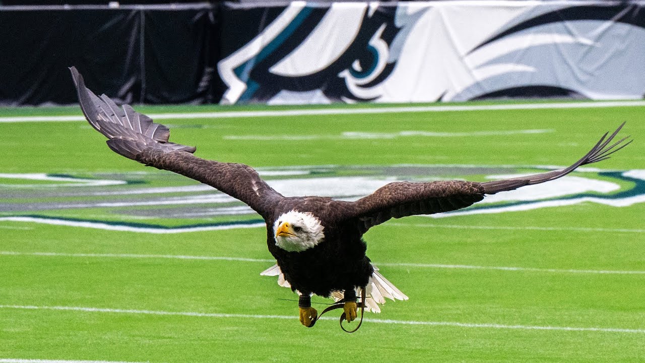 Auburn's live eagle Independence practices pregame flight in Philadelphia before Eagles/Vikings game