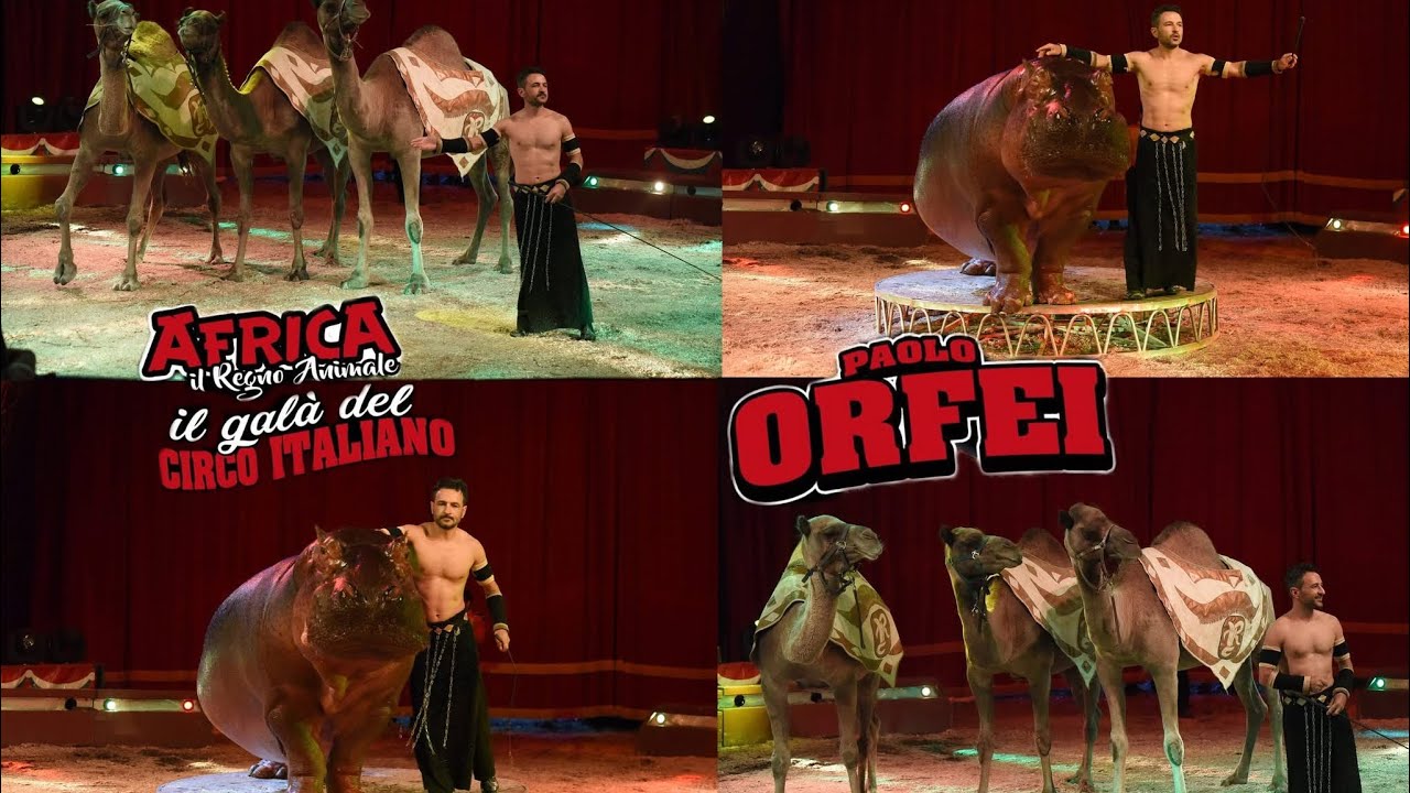 GLI ANIMALI ESOTICI DEL CIRCO PAOLO ORFEI!  Royal - Martin (Gennaio 2026) Circhi_in_Italia.