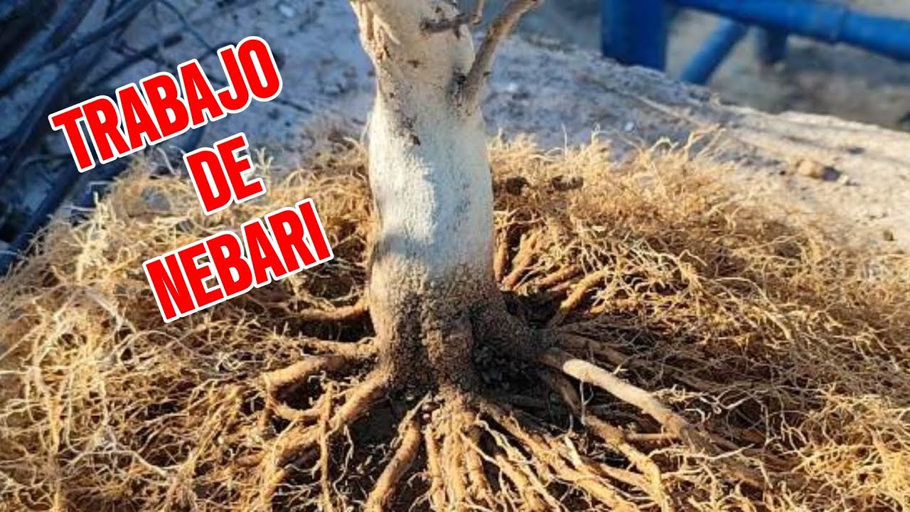 COMO FORMAR un NEBARI // ACER BUERGERIANUM 14/02/2025