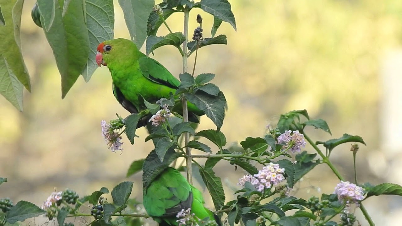 Black-winged lovebird or Abyssinian lovebird