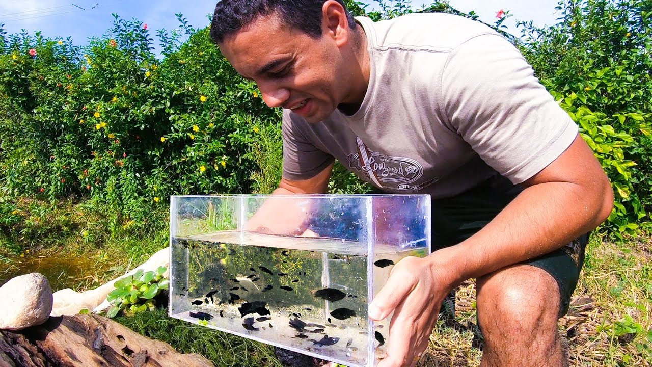AQUÁRIO NATURAL - PEGAMOS AS INCRÍVEIS MOLINESIAS NEGRAS
