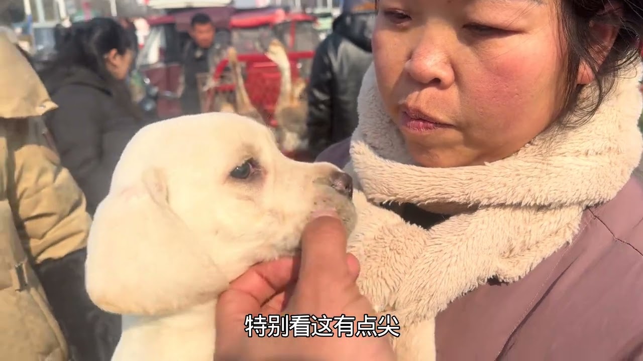 江苏朋友新年接旺旺回家，头大腿粗甚是可爱！