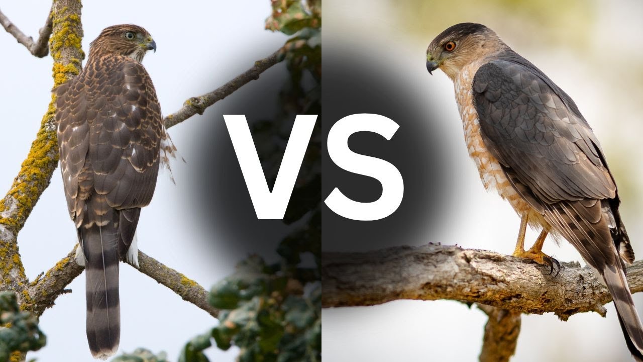 Cooper's Hawk Vs Sharp-Shinned Hawk: How to Tell the Difference