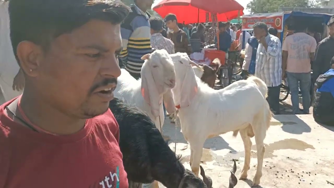 Riverfront Bakra Mandi on Sunday 8th December 2024