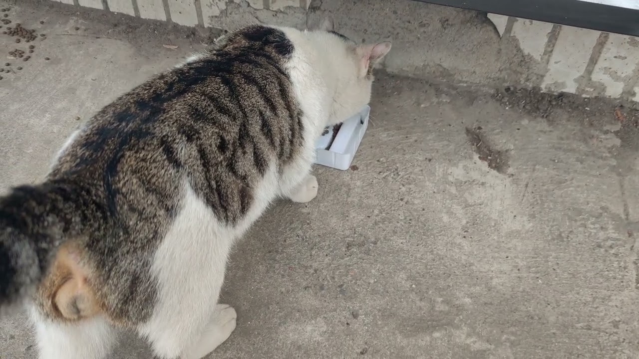Cute and clingy cat