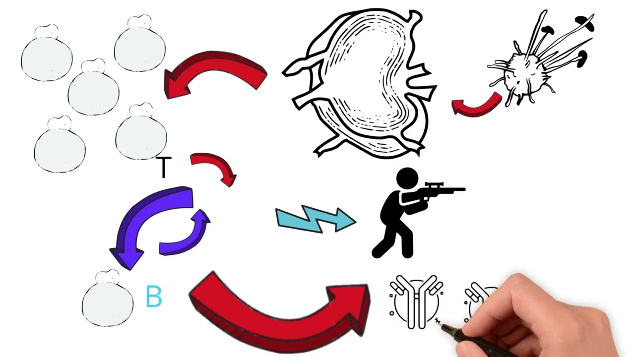 Linf&oacute;citos! Linf&oacute;cito CD4, CD8, B! - 6&ordm; Imuno em at&eacute; 10 minutos! #imunologia  #imune #linfocitos